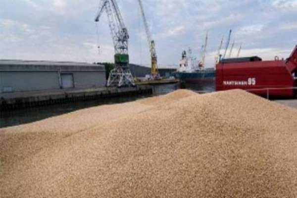 Les cours des céréales poursuivent leur baisse sur le marché mondial (FAO)
