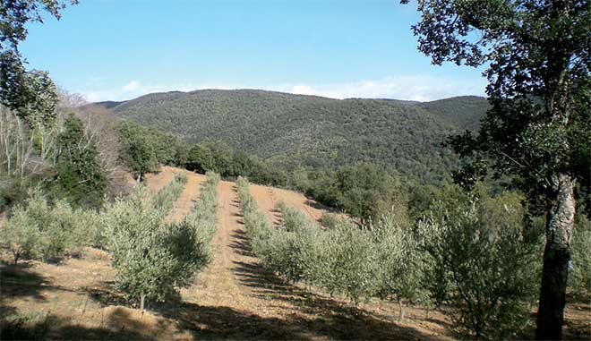 Olivier production image